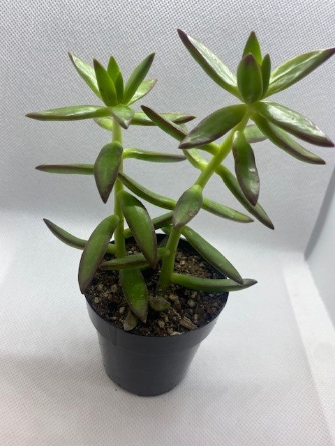golden succulent Golden Sedum" – Brick and Iron Creations