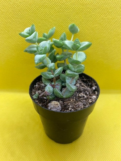 crassula conjuncta succulent "Crassula conjuncta"