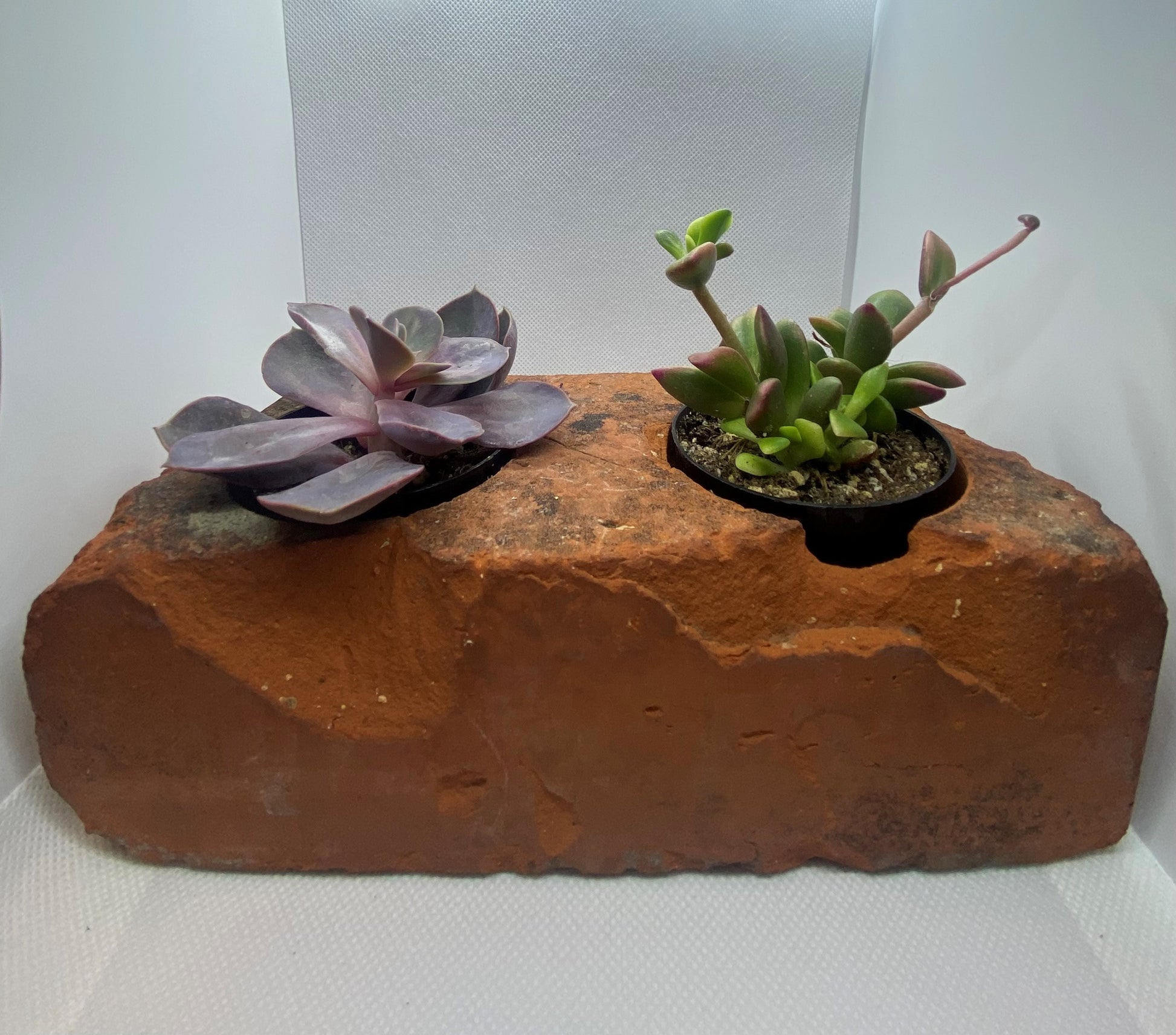 dark moon succulent Dark Moon" – Brick and Iron Creations