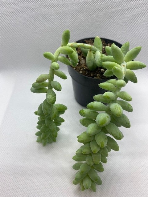 " Donkey's Tail "