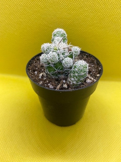 "Mammillaria vetula"