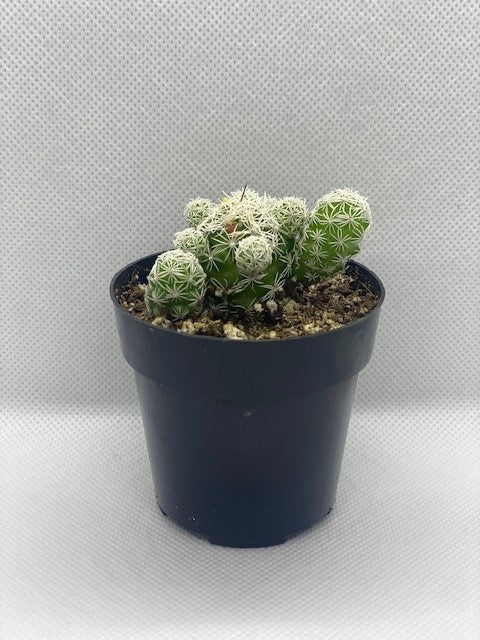 "Mammillaria vetula"